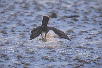 Maeusebussard m Grasbueschel