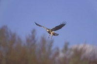 Maeusebussard m Ruettelflug