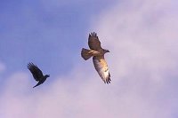 Maeusebussard und Kraehe