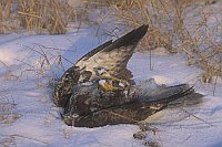 Maeusebussard verhungert