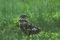 Wespenbussard auf Wiese