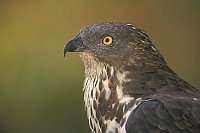 Wespenbussard Kopfportraet