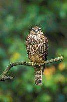 Merlin auf Ast von vorn