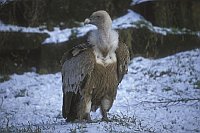 Gaensegeier auf Boden