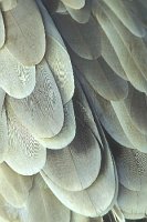 Gaensegeier Federstruktur