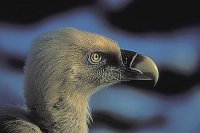 Gaensegeier Kopfportraet