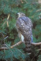 Habicht auf Kiefernast