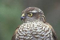 Sperber juv Kopfportrait