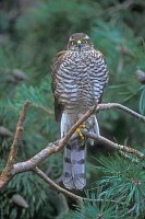 Sperber juv von vorn