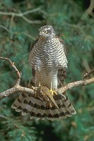 Sperber mit Feldsperling