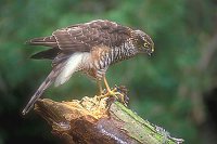 Sperber mit Sperling