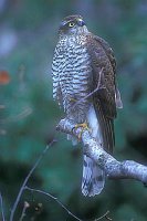 Sperber nach oben schauend