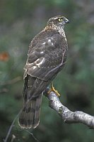 Sperber Rueckenansicht