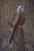 Rotmilan ad auf Baumstumpf