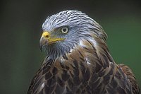 Rotmilan ad Kopfportrait