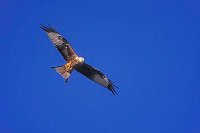 Rotmilan ad vor bl Himmel