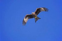 Rotmilan am bl Himmel