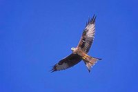 Rotmilan am Himmel segelnd