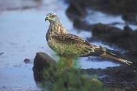 Rotmilan an Viehtraenke