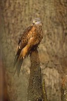 Rotmilan auf Eichenstumpf