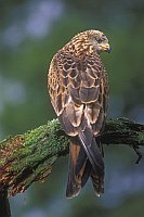 Rotmilan auf Totholz