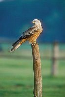 Rotmilan auf Weidepfahl