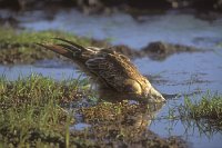 Rotmilan beim Trinken