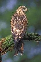 Rotmilan bemooster Ast