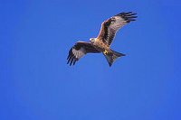 Rotmilan fliegend am Himmel