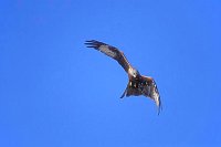 Rotmilan Fluegel einklappend