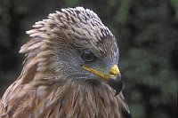 Rotmilan juv Kopfportrait