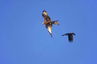 Rotmilan mit Kraehe im Flug