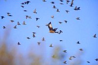 Rotmilan mit Starenschwarm