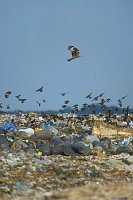Rotmilan ueber Muelldeponie