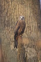 Schwarzmilan von vorn