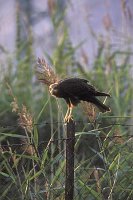 Rohrweihe auf Pfahl
