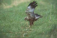 Rohrweihe beim Beutefang