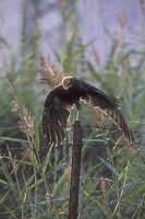 Rohrweihe fluegelreckend