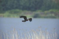 Rohrweihe juv im Flug