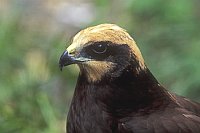 Rohrweihe juv Kopfportrait