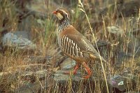 Rothuhn zwischen Graesern