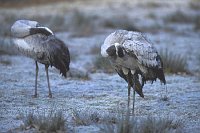 Kraniche 2 sich putzend