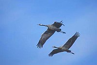 Kraniche Alt u Jungvogel