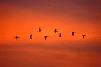 Kraniche am roten Himmel