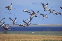 Kraniche auffliegend Darss