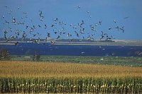 Kraniche im Flug Hohe Duene