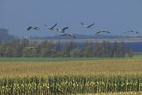 Kraniche im Flug Vorpommern