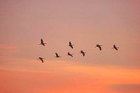 Kraniche Keil Morgenhimmel