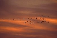 Kraniche mit Morgenrot