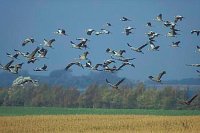 Kraniche ueber Landschaft